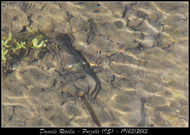 Triturus carnifex? Maschi o femmine? Sì, carnifex